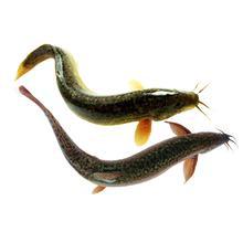 梦到老公抓泥鳅吃，梦见老公挖泥鳅