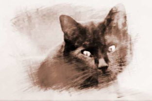 梦到别人送我一只黑猫，梦见别人送我只猫是什么意思