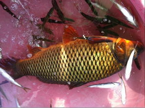 梦到屋里有金鱼,梦见金鲤鱼是不是有什么预示呢?