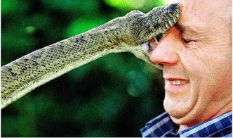 周公梦见被蛇咬解梦大全查询，梦见被蛇咬蛇是什么预兆