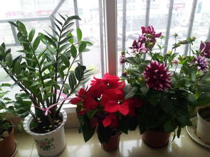 梦到家中花草枯萎，梦见家里有花花草草