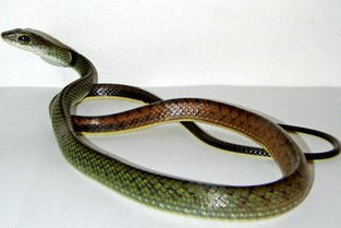 昨晚梦见蛇咬人，做梦梦到蛇咬了人