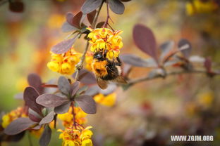 梦见捡桐油子好吗，梦见捡花菜是什么意思