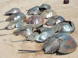 女人梦见鲎是好是坏,梦见鲎鱼意欲着什么