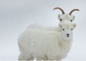 梦见肥肥的羊，梦见又肥又大的一群羊