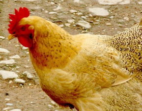 做梦梦见鸡?，梦见鸡的吉凶