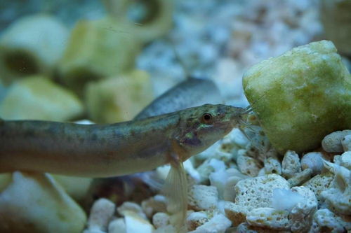 梦好多泥鳅，梦见网到好多泥鳅