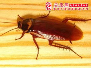 做梦梦见家里全是蟑螂，梦到家里很多蟑螂是什么意思?