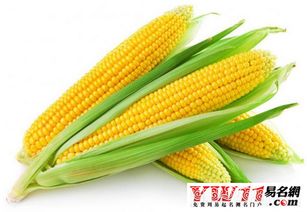 梦见买的玉米不饱满，梦见买的玉米发芽
