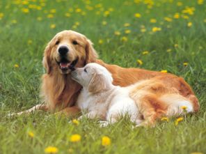 做梦梦到狗好不好，梦梦见狗有什么说法吗