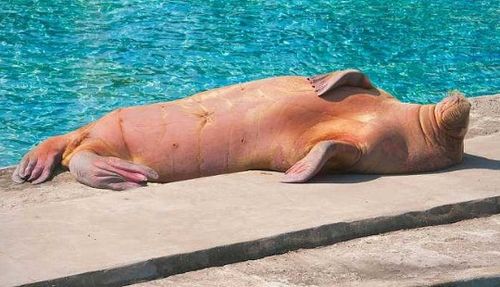 梦见被海象追着跑，梦见海象是什么意思