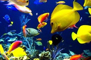 梦到一盘鱼眼睛，梦到一盘鱼菜