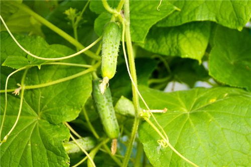 女人梦见瓜秧断了，梦见瓜碎了