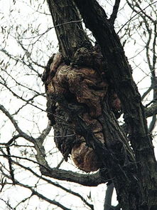 梦见树怪，梦见树上有虫子咋回事