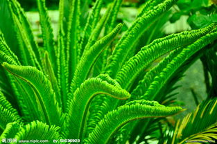 梦见树叶一下全掉落了，梦见树叶落在我身上好不好