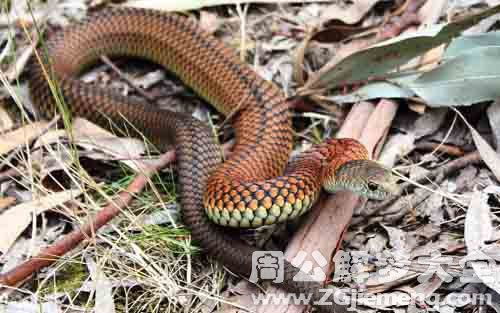 周公解梦蛇吃人，周公解梦蛇吃人是好还是坏