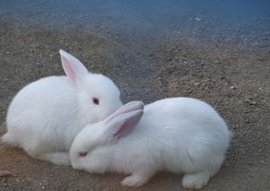 梦见养小兔子是什么预兆，梦见养了只小兔子