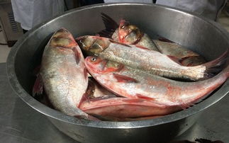 梦见买好多鱼，梦到买鱼竿