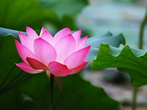 梦到三棵长在一起的树，梦到三颗树