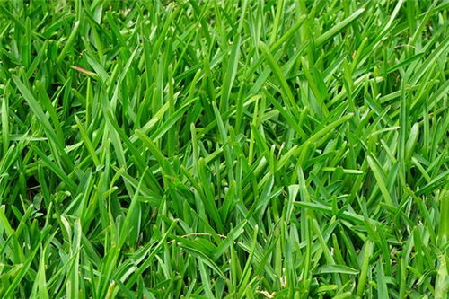 梦见河边青草，梦见青青草地和小河