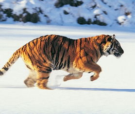 梦见小老虎和小猫，梦到老虎和猫是什么意思周公解梦