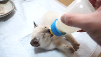 梦见猫吃鸡肉，梦见喂猫吃的