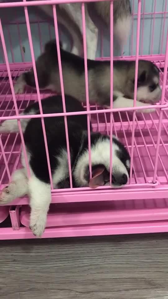 梦见蚁后是什么意思，梦到蚕虫是什么意思