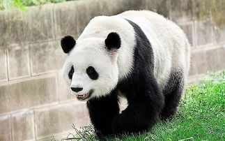 梦到捡了一只熊猫，梦见捡到熊