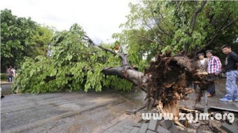 梦见树倒塌一片但是安全躲开，梦见树倒山塌