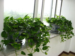 梦见绿萝长长了，梦到绿萝长得很旺盛