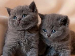 梦见黑厂，我梦见黑色