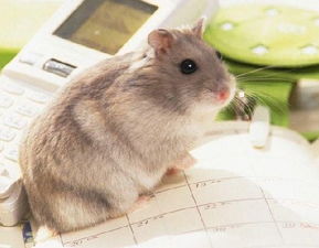 梦见侄子被老鼠咬，梦到孩子被老鼠咬破手指