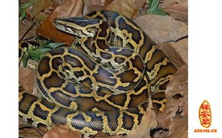 梦到两只大蟒蛇，梦见两条大蟒蛇在一起