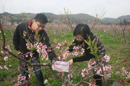 梦见桃树有桃子是什么意思，做梦梦见桃树