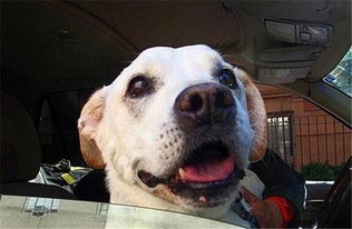 梦见和狗狗告别，梦见狗和我告别是什么意思