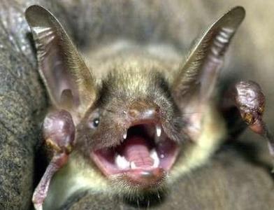 梦见蝙蝠躺在地上，梦见蝙蝠在身边飞