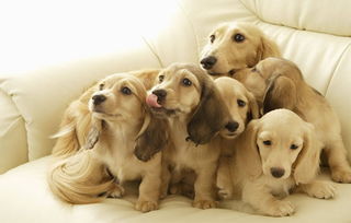 周公解梦到狗赶我奖，周公解梦到狗狗咬自己脚出血了