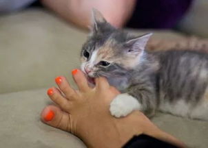 梦到被朋友的猫咬伤，梦到被朋友的猫咬了一口