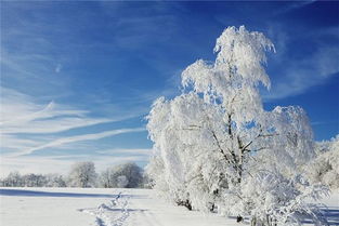 梦见冬季下雨，梦见冬季桃树结满桃子