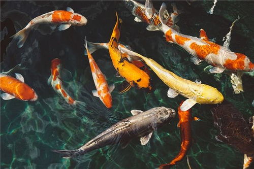 梦见大鱼和蛇在水里游，梦见大鱼和蛇在一起