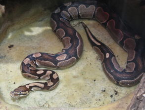 梦见大蟒蛇跑了是什么意思，梦见大蟒蛇跑了又回来了