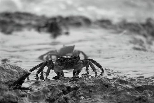 梦到很大的螃蟹，梦见很大的大螃蟹