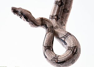 梦见家里掉蛇，梦见家里有蛇抓住丢出去了