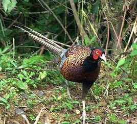梦到野鸡和野鸡蛋，梦到野鸡扑向自己是什么意思
