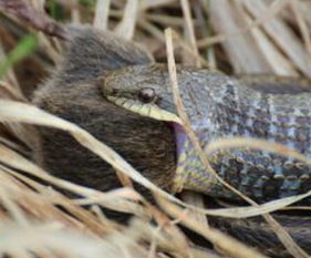 梦见蛇吃蝙蝠，梦见蝙蝠吃人引起灾难