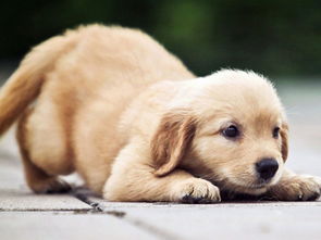 梦到可爱小狗跟着我，梦到可爱小狗跟我回家