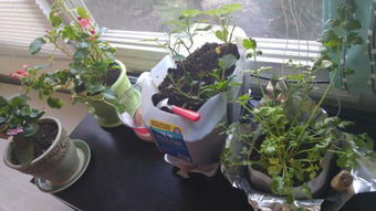 梦见父母在种菜，梦见爸妈种东西