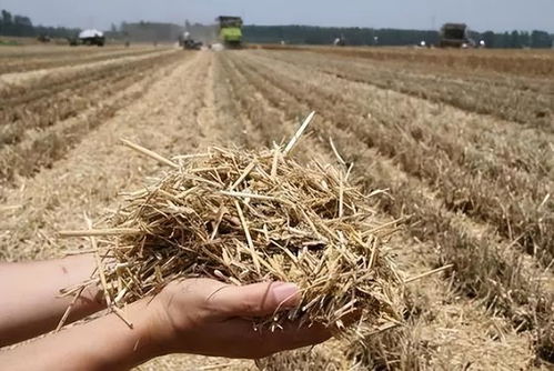 梦见小麦撒一地，梦见小麦装袋里是什么意思