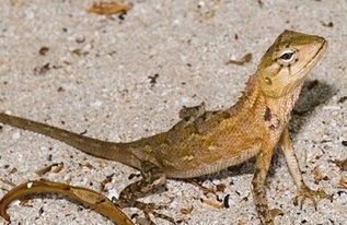 梦见小蜥蜴是什么意思，梦见小蜥蜴追自己