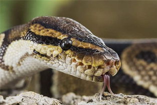 做梦打断蛇的头好不好,梦见打蛇打断一半蛇头跑了